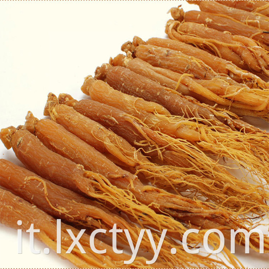 korean red ginseng root